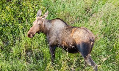 Elani precum cei sosiți în Parcul Natural Vânători Neamț