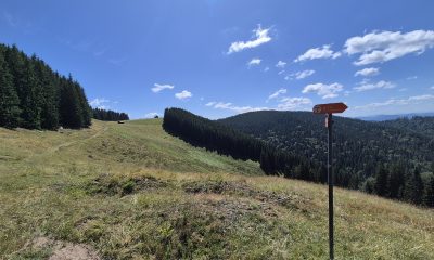Stâlp indicator portocaliu Via Transilvanica pe o pajiște din ținutul Bucovina