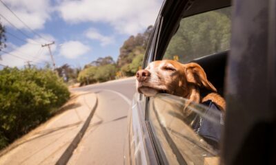 Câine cu capul scos pe geamul mașinii, într-o călătorie cu animale de companie