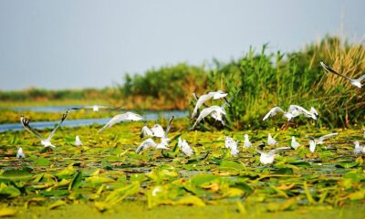Pescăruși în zbor deasupra unui canal acoperit cu nuferi din Delta Dunării, zonă filmată pentru documentarul Delta Sălbatică