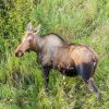 Elani precum cei sosiți în Parcul Natural Vânători Neamț
