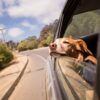 Câine cu capul scos pe geamul mașinii, într-o călătorie cu animale de companie