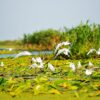 Pescăruși în zbor deasupra unui canal acoperit cu nuferi din Delta Dunării, zonă filmată pentru documentarul Delta Sălbatică