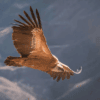 Vulturi suri Rucăr: vultur sur (Gyps fulvus) în zbor planat deasupra munților, specia readusă în voliera din Făgăraș