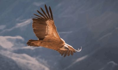 Vulturi suri Rucăr: vultur sur (Gyps fulvus) în zbor planat deasupra munților, specia readusă în voliera din Făgăraș