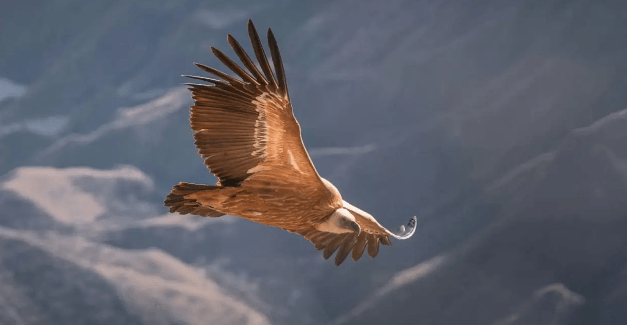 Vulturi suri Rucăr: vultur sur (Gyps fulvus) în zbor planat deasupra munților, specia readusă în voliera din Făgăraș